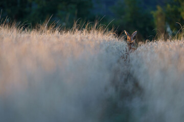 chevreuil © francois