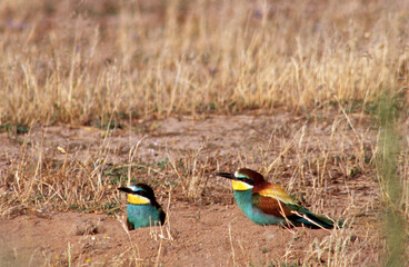 Bee-eater, Merops apiaster, pair on nest. Berchidda (Olbia). Sardinia. Italy