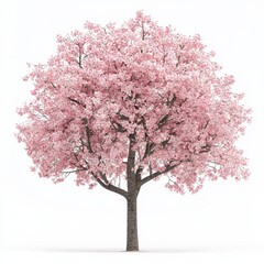 Obraz premium Cherry blossom tree in full bloom with soft pink flowers, centered on a clean white background
