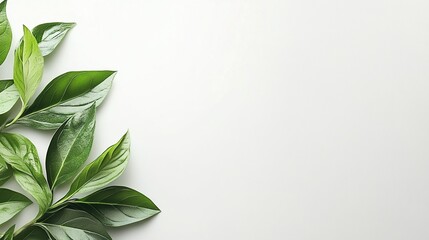 Fototapeta premium Lush Green Leaves on White Background Nature Photography