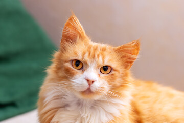 A detailed close up of an orange and white cat gazing directly at the camera