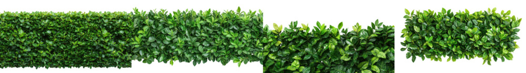 Obraz premium Well Trimmed Lush Green Hedge Foliage Forming Geometric Patterns