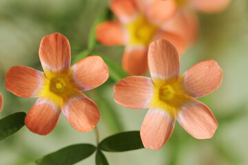 Fototapeta premium red and yellow flower