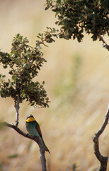 bee eater perched on branch Gruccione, Merops apiaster, Berchidda (Olbia) Sardegna. Italia