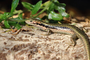 skink