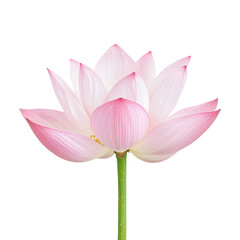 Fototapeta premium A vibrant pink lotus flower in full bloom, showcasing delicate petals and intricate details, isolated on a transparent background.