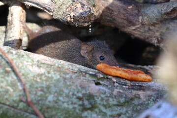 antechinus