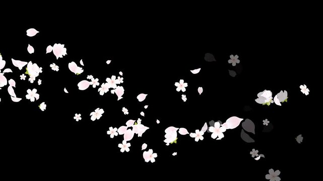 spring time flowers cherry blossoms and petals trail alpha channel loop animation, cosmetics and beauty season sale motion design element