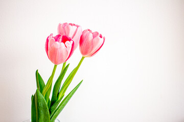 Spring flowers, pink tulips in a glass vase