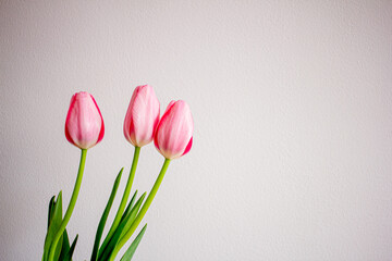 Spring flowers, pink tulips in a glass vase