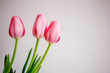 Spring flowers, pink tulips in a glass vase