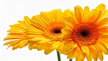 Yellow gerbera flower isolated on white background