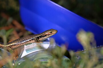 skink