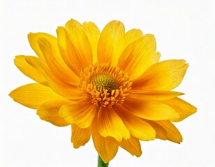 Obraz premium Yellow spring flower isolated on white background 