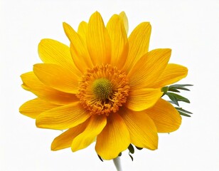 Naklejka premium Yellow spring flower isolated on white background 