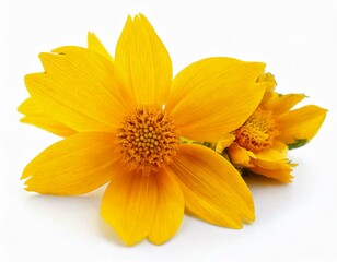 Obraz premium Yellow spring flower isolated on white background 