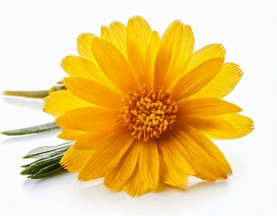 Yellow spring flower isolated on white background 