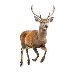 Obraz premium A high-resolution photorealistic image of a majestic male deer (stag) in mid-run, showcasing its powerful legs, elegant antlers, and striking spotted fur pattern, isolated on a transparent background.