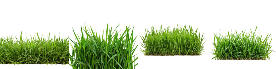 Vibrant Green Grass Carpet in Lush Outdoor Nature Setting