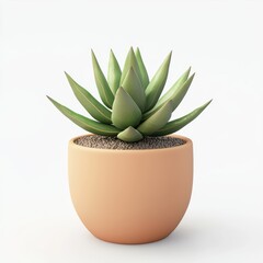 Small potted succulent in a minimalist ceramic pot, placed on a bright white background