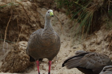 cape barren goose