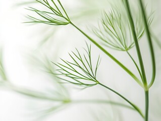 Fototapeta premium Delicate Green Leafy Foliage Against Soft White Background