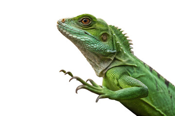 Obraz premium green iguana isolated on white