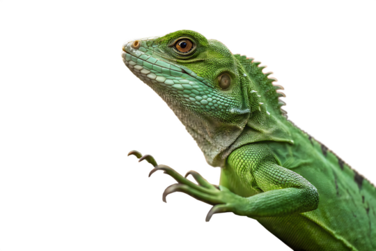 green iguana isolated on white