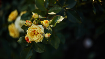 A yellow rose in full bloom accompanied by buds and green foliage in a garden setting.