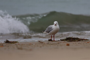 silver gull on beach