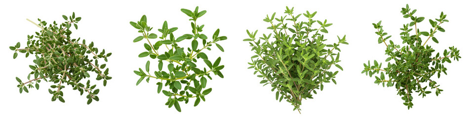 Obraz premium Assortment of Fresh Culinary Herbs Such as Thyme Rosemary Oregano and Sage Growing in Pots on a Clean White Background