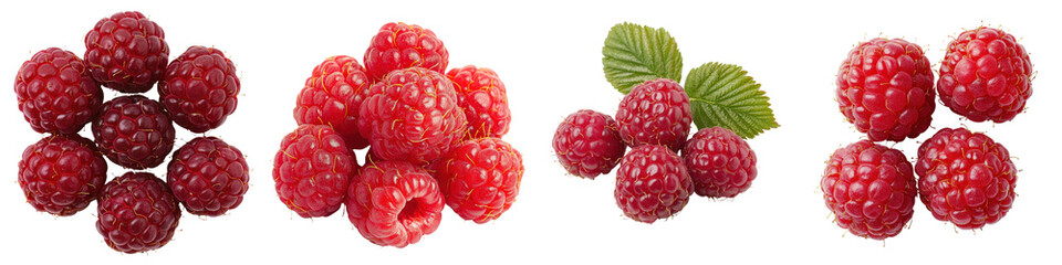 Vibrant pile of juicy sweet and succulent ripe red raspberries on a natural green leaf and plant stem background  Closeup macro shot of delicious organic berry harvest