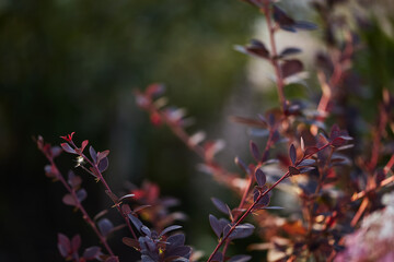 Close-up of a barberry branch with dark red leaves and small buds