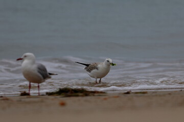silver gull