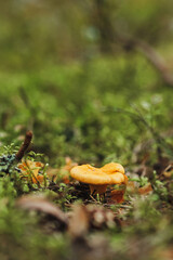 Chanterelle mushroom grows in moss in the forest