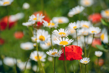 beautiful field with daisies and poppies. close-up