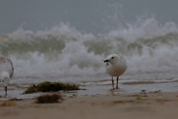 silver gull