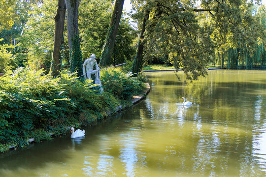 Swan at the Maksimir lake. Maksimir Park Zagreb.