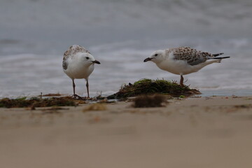 silver gull