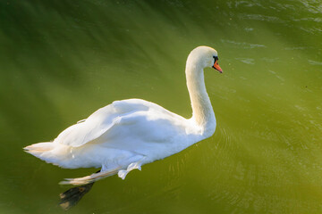 Swan at the Maksimir lake. Maksimir Park Zagreb.