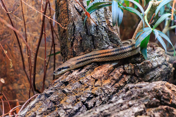 The snake at the zoo Maksimir in the city of Zagreb.