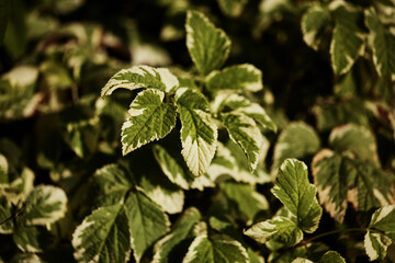 Green leaves with cream edges, highlighted by sunlight