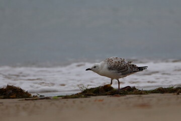 Obraz premium silver gull