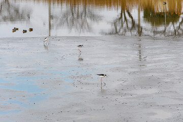 冬の池に生息する水鳥