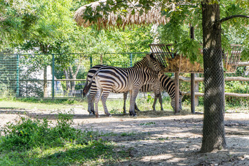 Zagreb, Croatia. A group of zebras, with their distinctive black and white stripes.