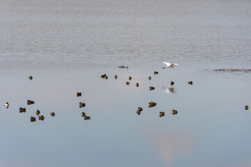 冬の池に生息する水鳥