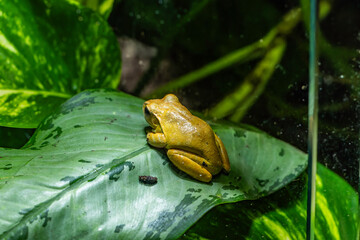 The Hispaniolan yellow tree frog in Zagreb ZOO.