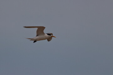 crested tern