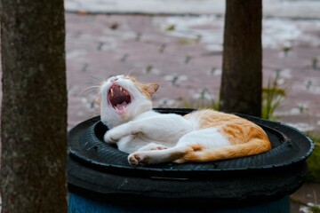 Relaxed Orange Cat Sitting on a Trash Bin