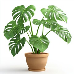 potted monstera plant with large green leaves, isolated on a clean white background